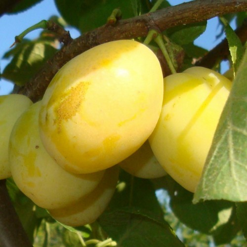 Prunus domestica 'Ance' - Aed-ploomipuu 'Ance' C6/6L